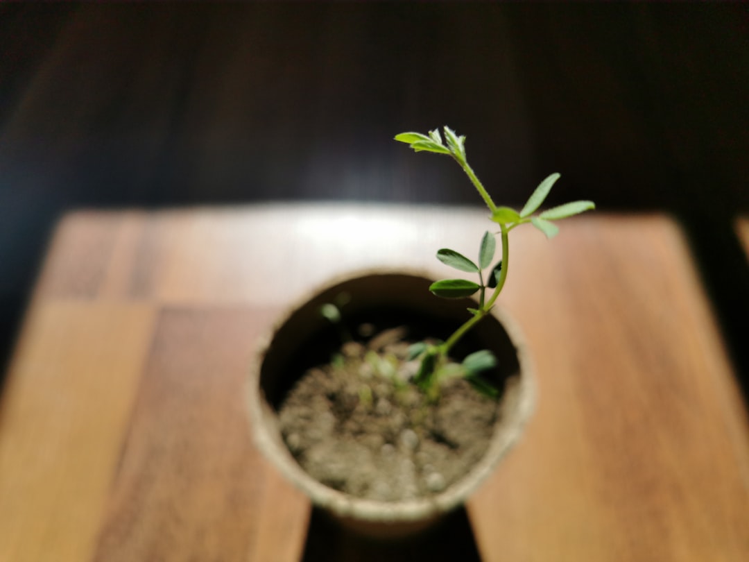 SaaS Growth