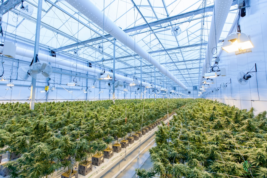 Cannabis Industry
