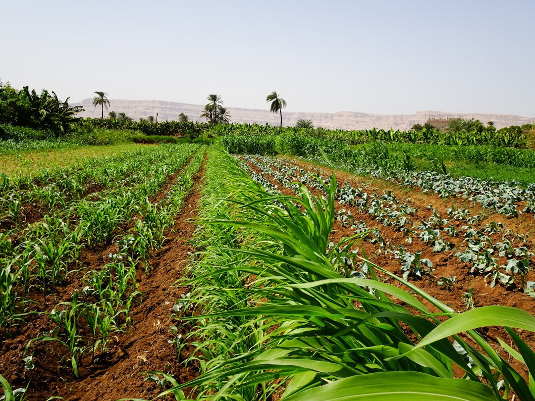 Controlled Environment Agriculture