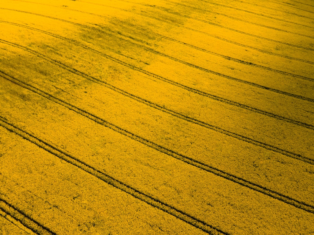 Oilseeds