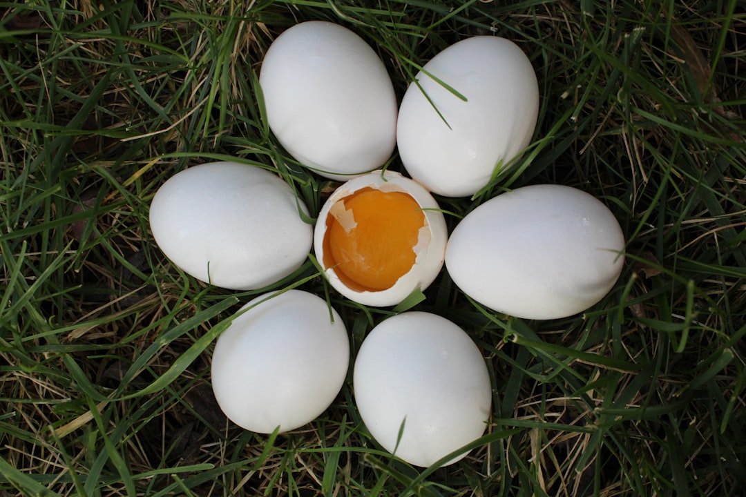 Pasture-raised eggs